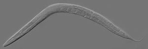C elegans